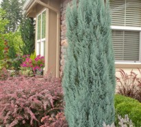 Minimalistische Gartengestaltung mit blaugrauen und purpurnen Farben