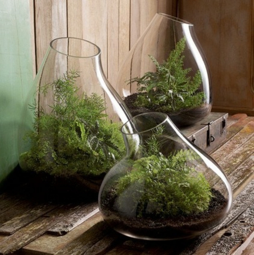 umweltfreundliche möbel gläserne gefäße mit grünen plfanzen