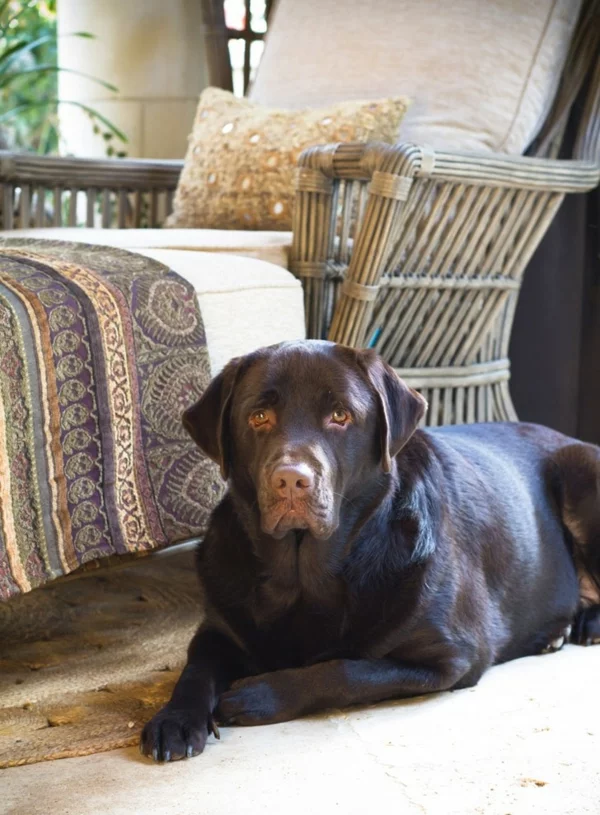 Hunde zu Hause innendesign rassen labrador rustikal