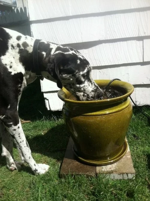 Spielideen für die Haustiere im Garten hund wasser trinken