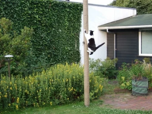 Spielideen für die Haustiere im Garten katze klettern