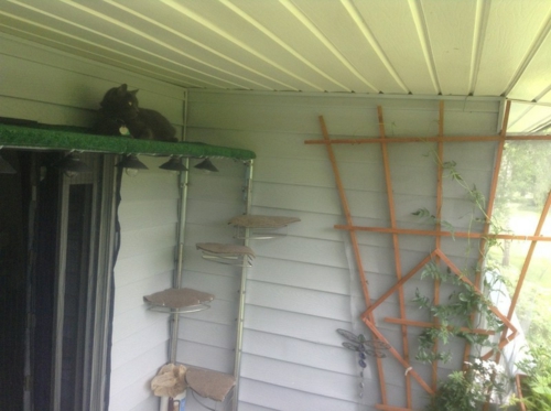 Spielideen für die Haustiere im Garten klettern katze