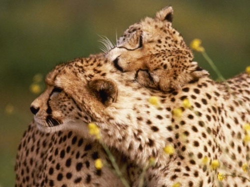 Verliebte Tiere gepard natur umgebung 