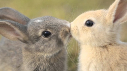 Verliebte Tiere hasen dekorativ kaninchen