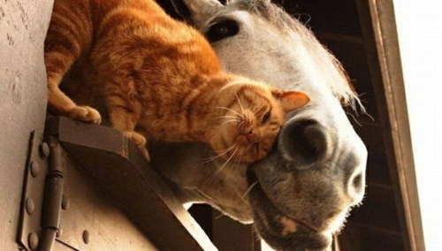 Verliebte Tiere katze pferd interessant