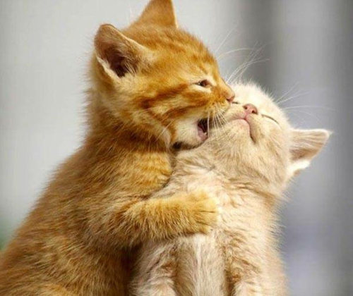 Verliebte Tiere katzen baby spiel orange fell