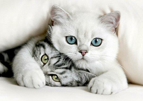 Tiere katzen weiß grau tiefe augen