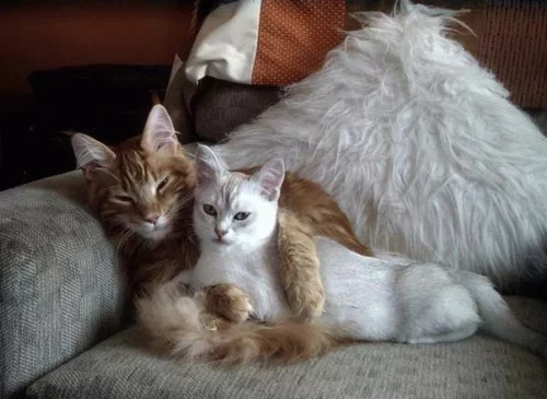 Tiere katzen zu hause nachbarschaft sofa