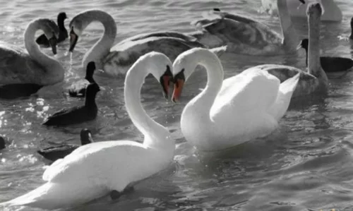 Verliebte Tiere see liebe swans schwan
