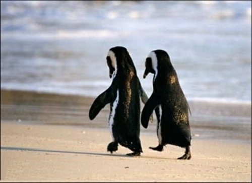 Verliebte Tiere spaziergang strand pinguine