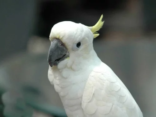  Tiere polar unglaubliche weiß albino papagei