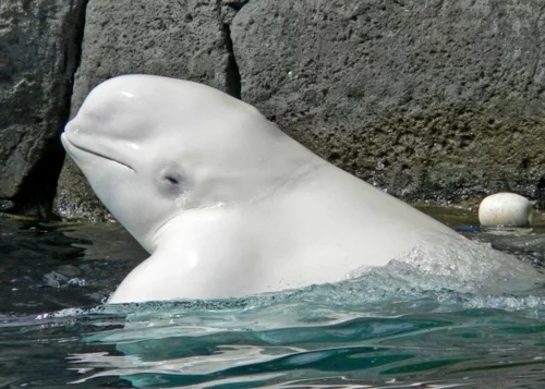 albino Tiere polar unglaubliche weiß fisch