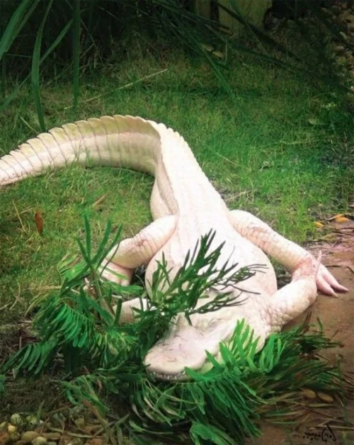 albino Tiere polar unglaubliche weiß krokodil