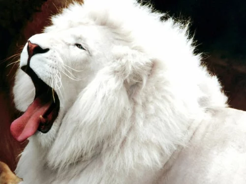 albino Tiere polar unglaubliche weiß löwe