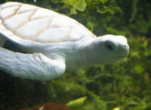 albino Tiere polar unglaubliche weiß unterwasserschildkröte