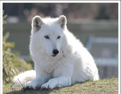 Weiße Tiere wolf polar unglaubliche natur umgebung