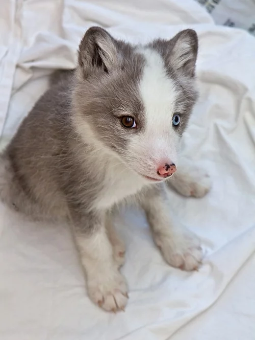 baby husky verschiedenfarbene augen cute