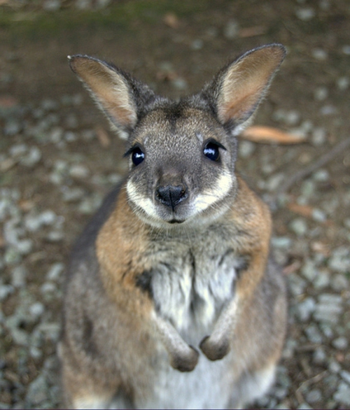 baby känguru süß tier australien
