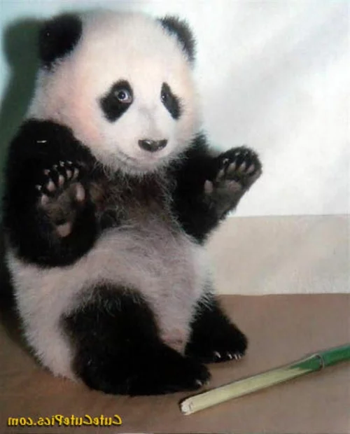 bambusbär panda cute niedlich