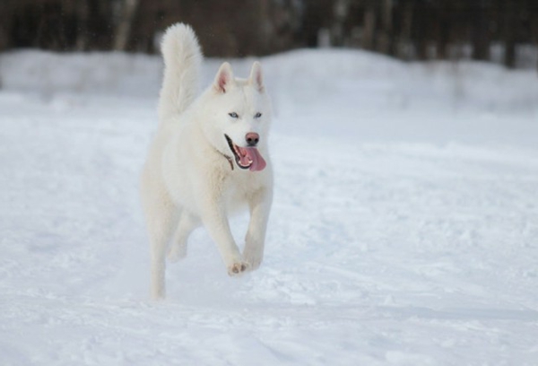 husky schneeweiß auf schnee