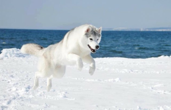 husky springend am meer im winter