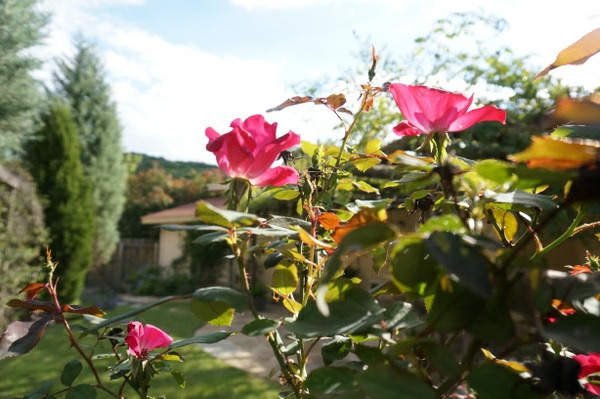inneneinrichtung tipps pinke rosen