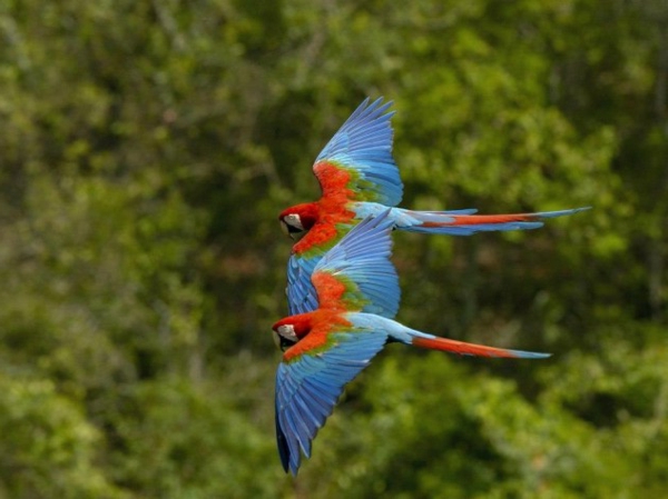 lustige niedliche tiere bunte papageien harmonisch fliegen