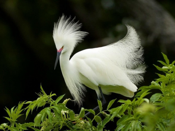 lustige tiere exotischer vogel mit feinen federn in weiß