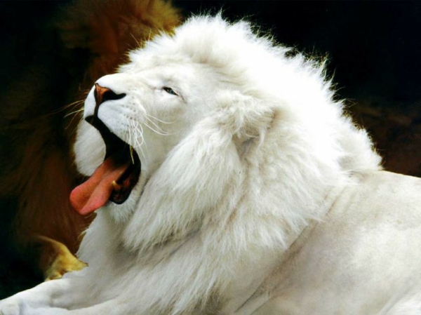 lustige tiere gähnender weißer löwe