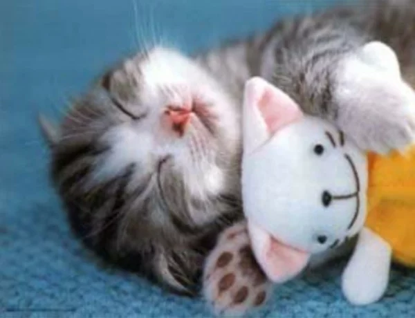 lustige tiere kleine katze mit kuscheltier schlafend
