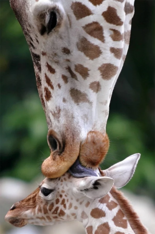 lustige niedliche tiere liebevolle mutter giraffe