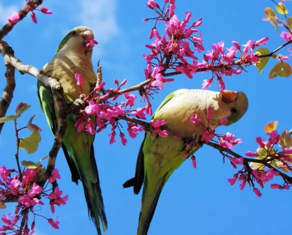 lustige niedliche tiere papageienpaar beim fressen