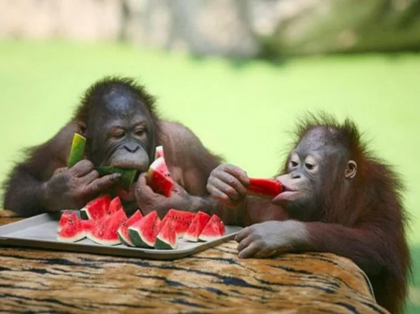 lustige tiere zwei schimpansen essen wassermelone