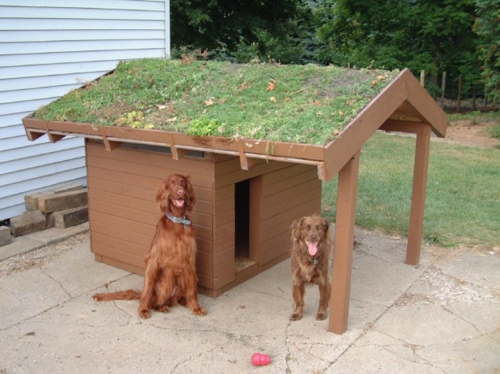 Hundehütte Designs mit einem garten auf dem dach