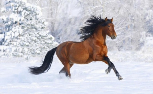  Pferde braun winter natur schnee