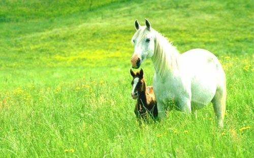  Pferde klein groß weiß braun im grünen