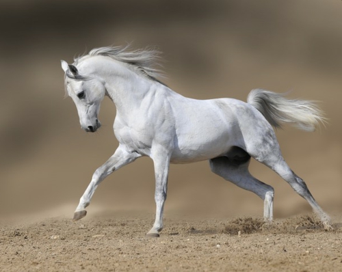 schöne Pferde schneeweiß mähne elegant sand