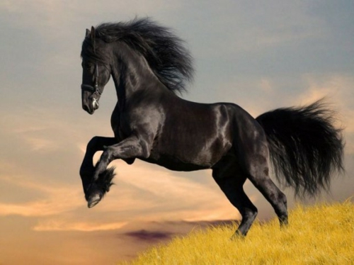 schöne Pferde schwarz königlich natur gestalt