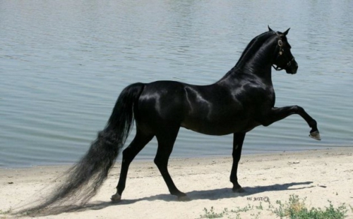  Pferde schwarz mähne haarpracht