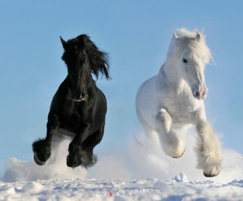 Pferde schwarz weiß winter schnee