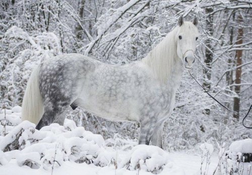  Pferde weiß winter natur schnee
