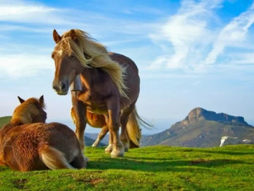 schöne süße tierbilder ein pferdenpaar