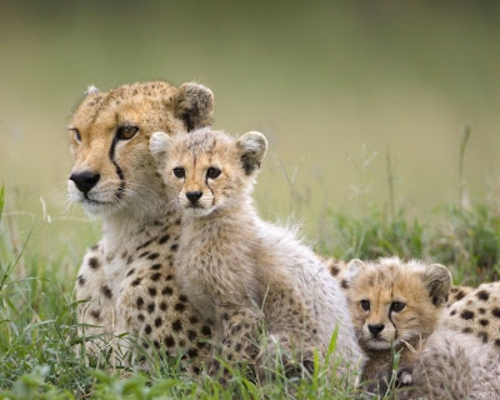 schöne tierbilder eine geparden familie