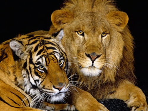 schöne tierbilder löwe und tiger