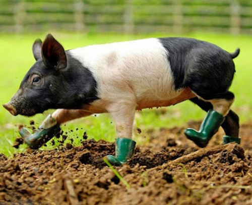 schöne tierbilder schweinchen mit stiefeln