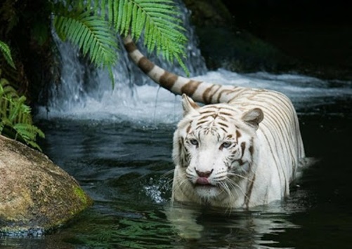 schöne tierbilder weißer tiger im fluss