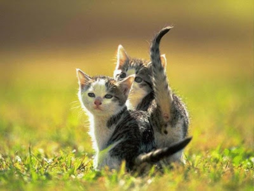 schöne süße tierbilder zwei süße katzen