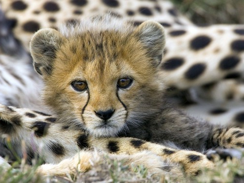 süße Baby Tiere gepard klein
