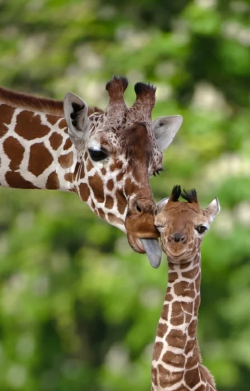 süße Baby Tiere giraffe mutter