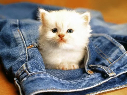 süße Baby Tiere kätzchen weiß hosentasche